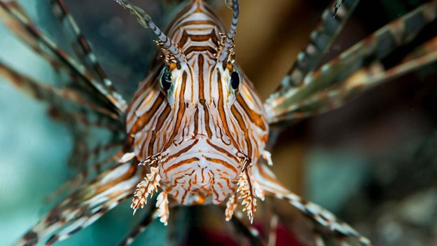 Welsh Angler Catches Deadly Lionfish