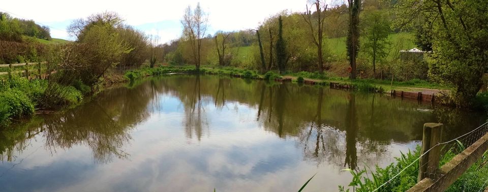 Spring Ponds Coarse Fishery