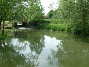 River Ouzel